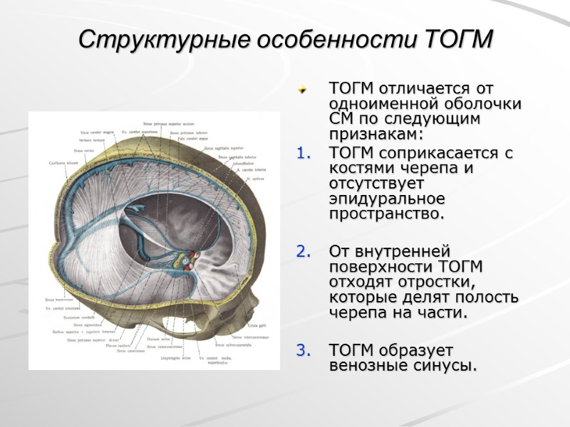 Структурные особенности ТОГМ ТОГМ отличается от одноименной оболочки СМ по следующим признакам: ТОГМ соприкасается